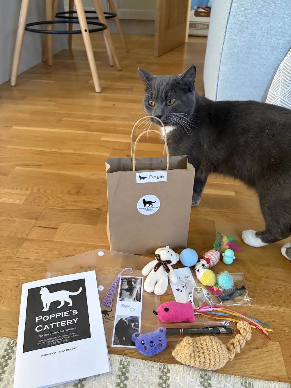 Poppie's Cattery - East Sussex pet otel görseli 3