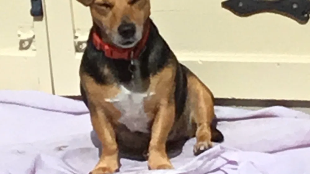 Snuggle and Cuddle Home Dog Boarding (5* Wealden District Council Licence) - East Sussex pet otel