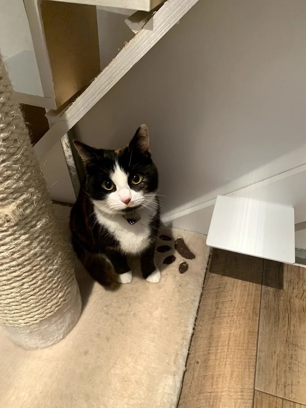 WHISTLEWOOD CATTERY - 5 STAR RATED LICENCE - East Sussex pet otel görseli 3