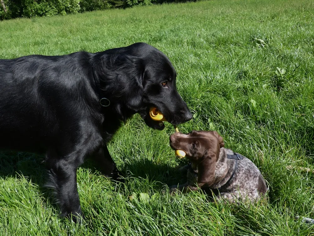 Hundepension Mariazellerland - Ebersdorf pet otel görseli 6