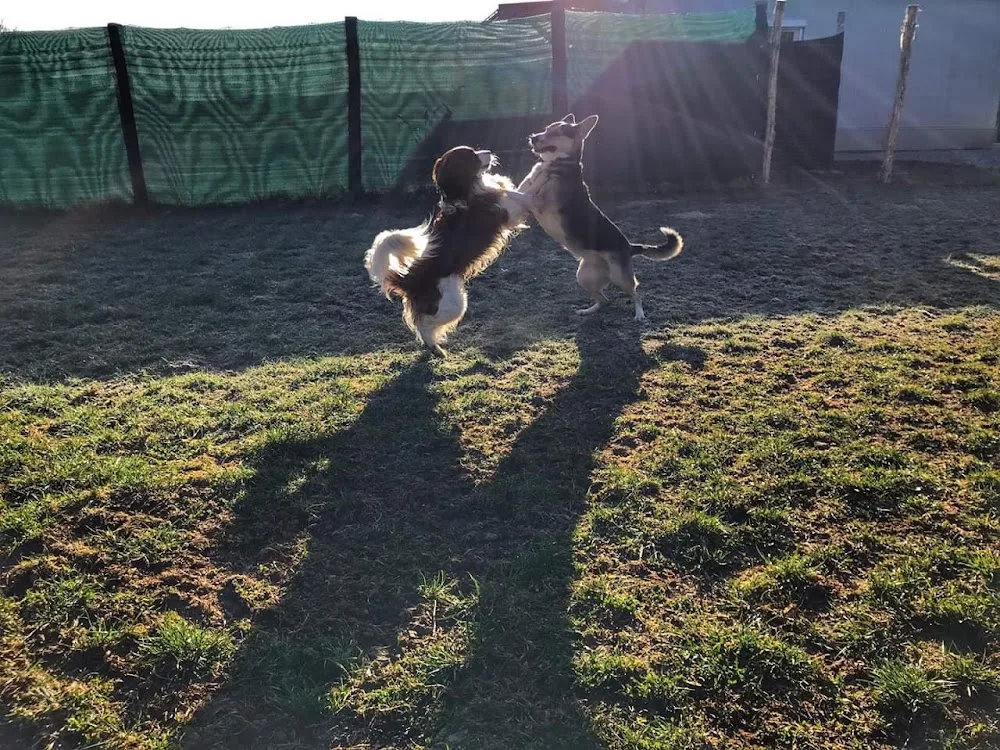 Hundeservice-Graz - Ebersdorf pet otel görseli 3