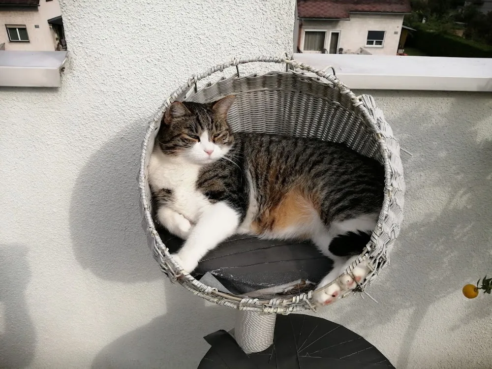 Samtpfote Tierbetreuung - Ebersdorf pet otel görseli 2