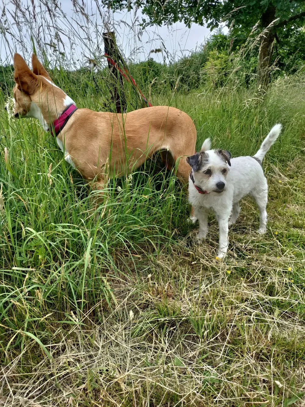 Hundehotel HUTEL Sonja Arndt und Miriam Weller - Eckernförde pet otel