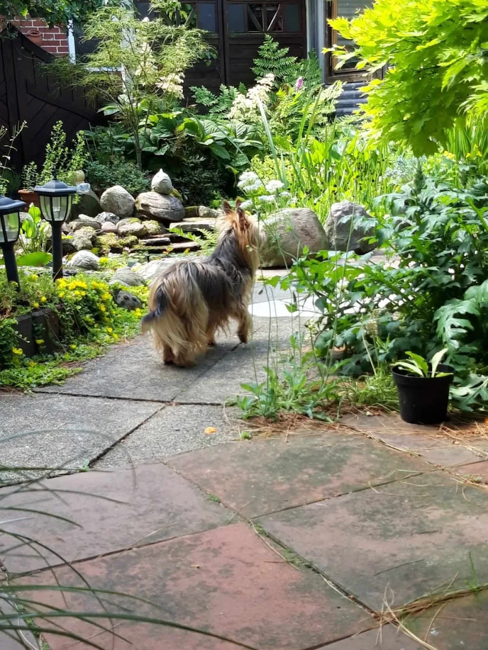 Hundepension am Bornholdsberg - Eckernförde pet otel görseli 3
