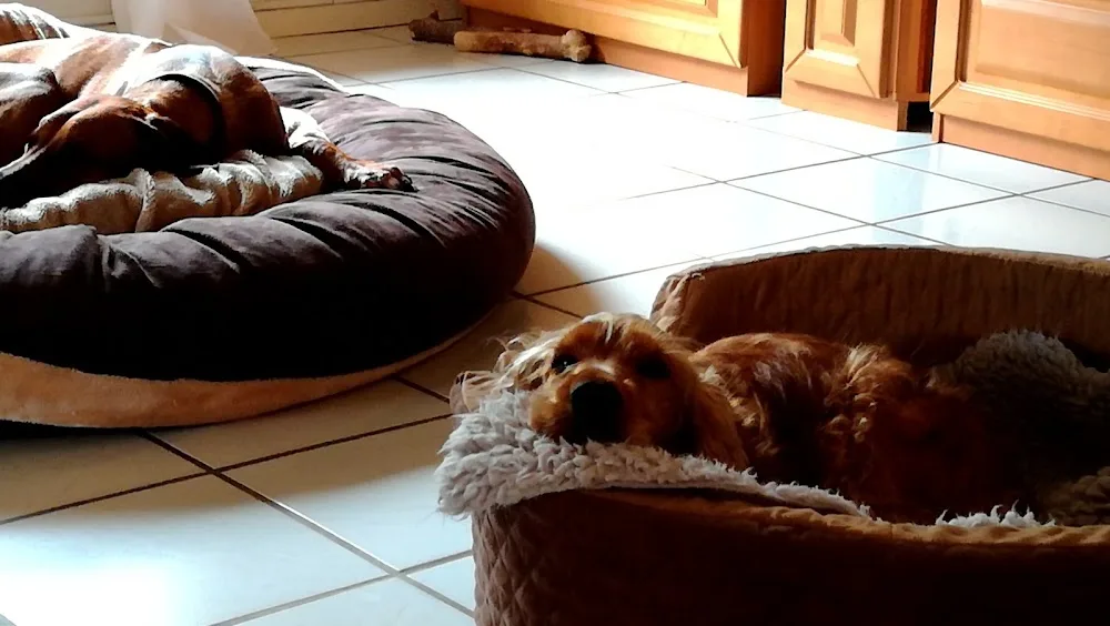 Hundepension Lottorf - Eckernförde pet otel