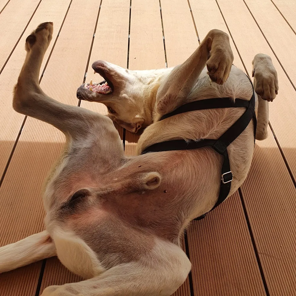 Hundezentrum Hof-Birkensee - Eckernförde pet otel görseli 4