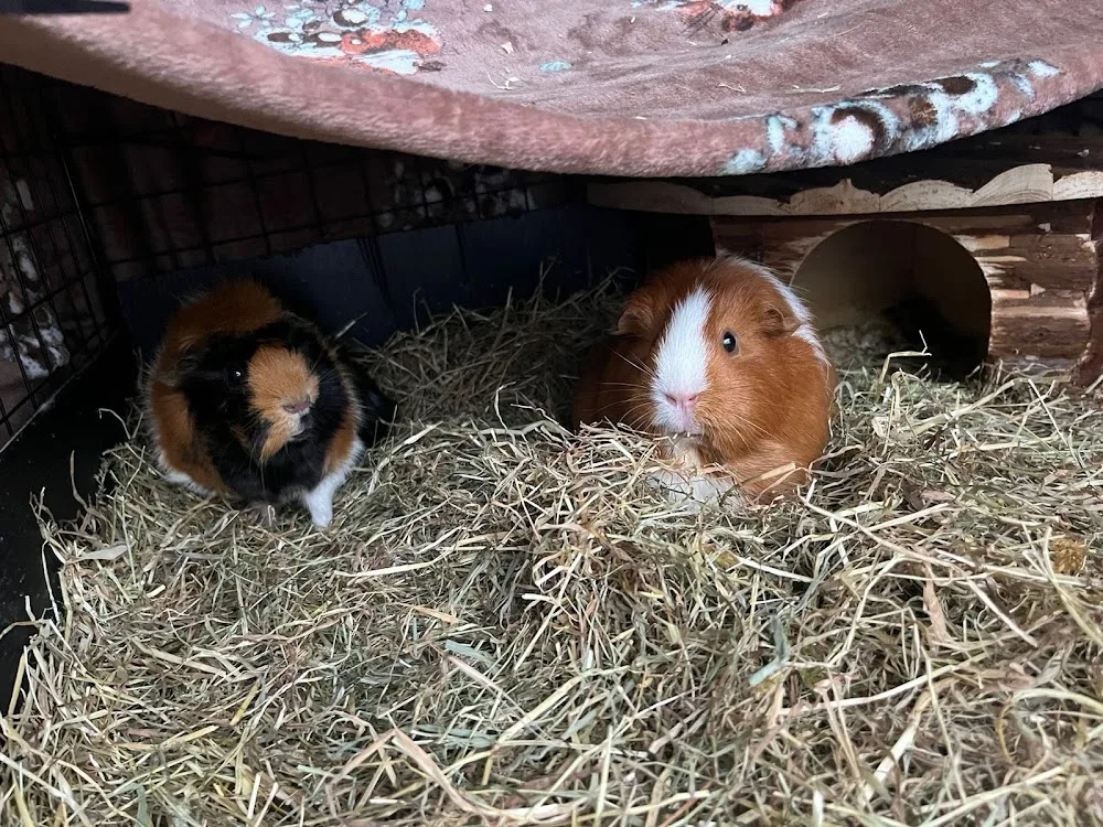 Edinburgh Critters Guinea Pig Boarding & Pet Sitter - Edinburgh pet otel