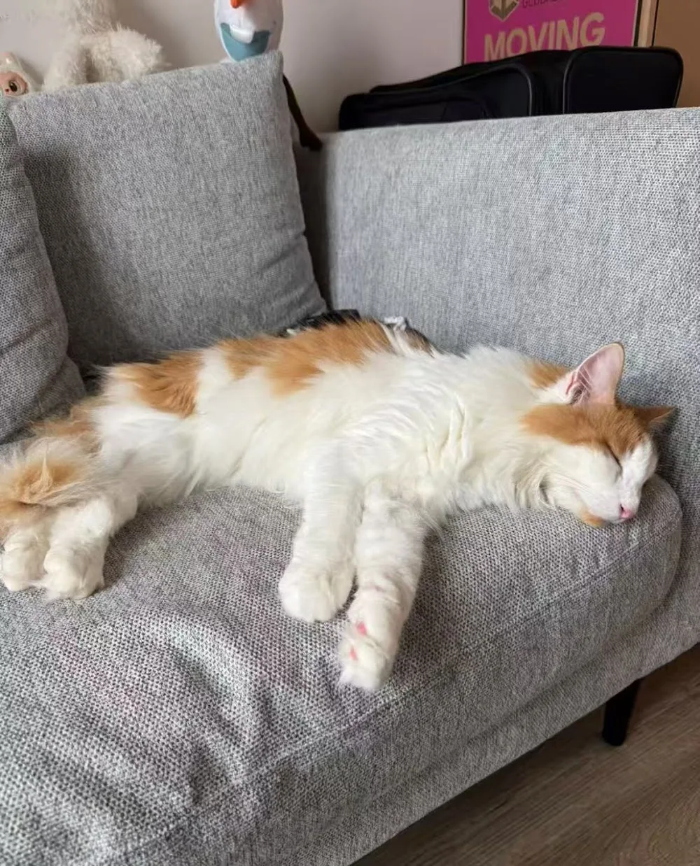 Lora Cattery - Edinburgh pet otel görseli 3