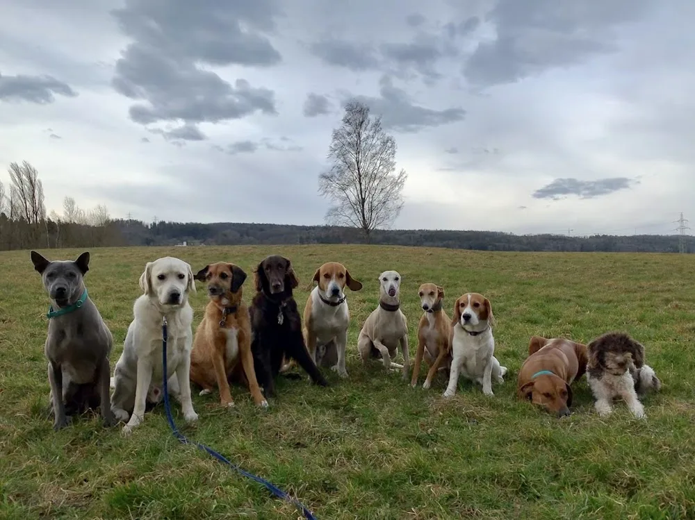 Animal Care - Effretikon pet otel görseli 3