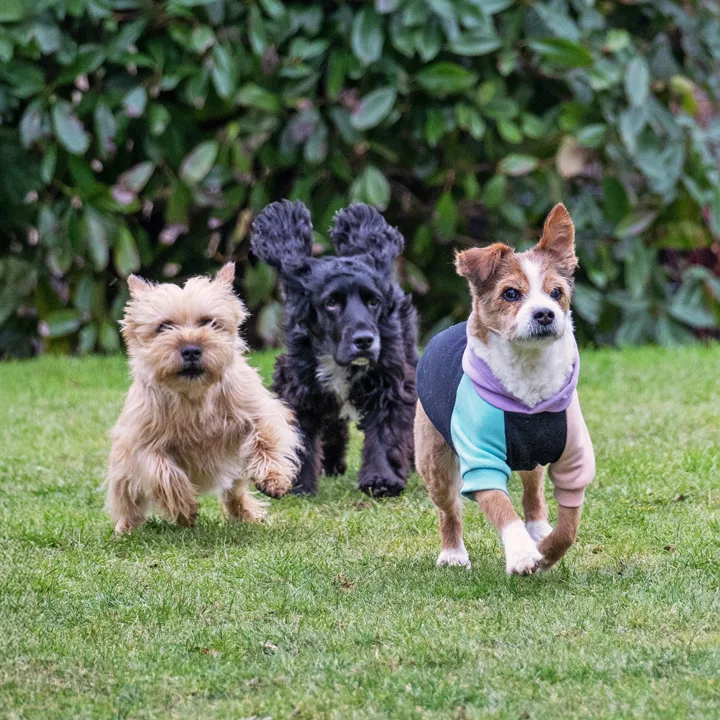 Buddy & Friends - Effretikon pet otel
