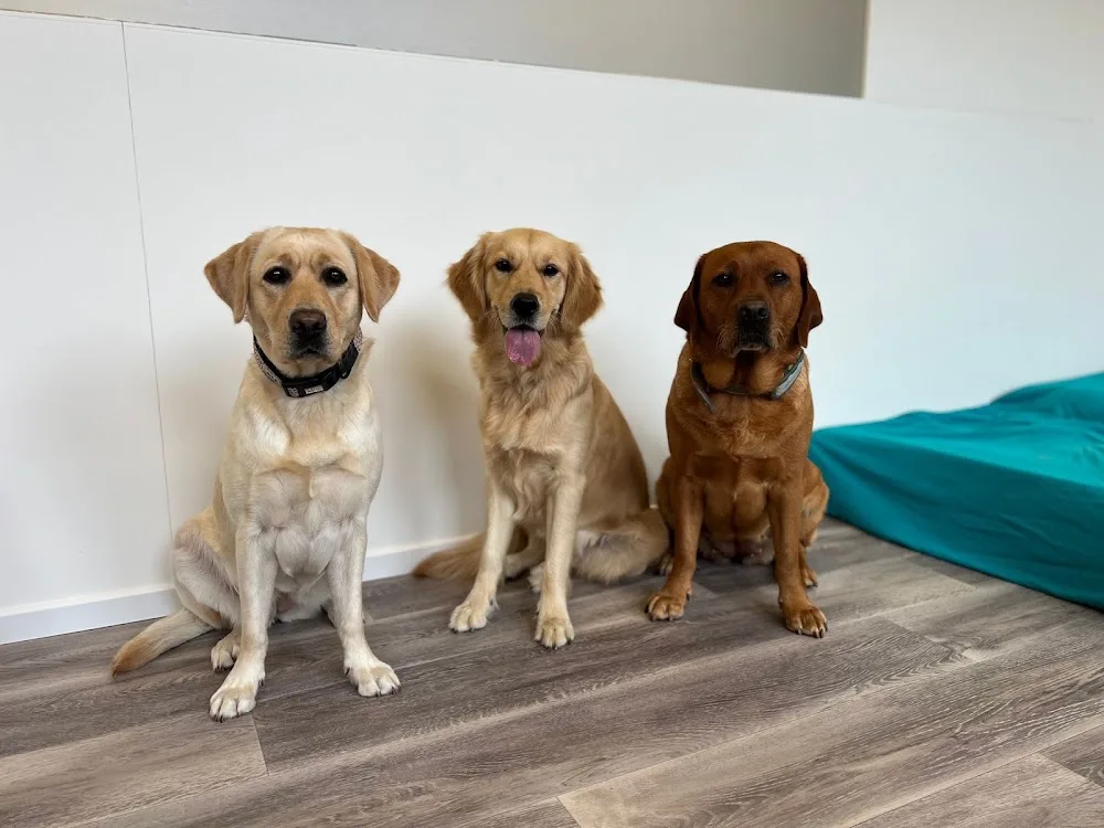 Buddy & Friends - Effretikon pet otel görseli 3