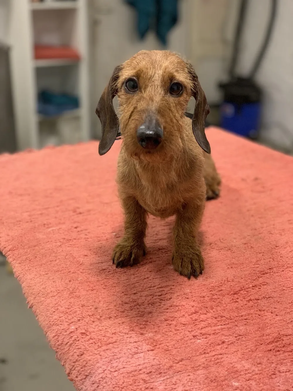 Château pour le chien - Effretikon pet otel