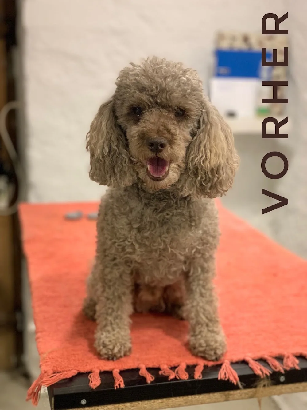 Château pour le chien - Effretikon pet otel görseli 3