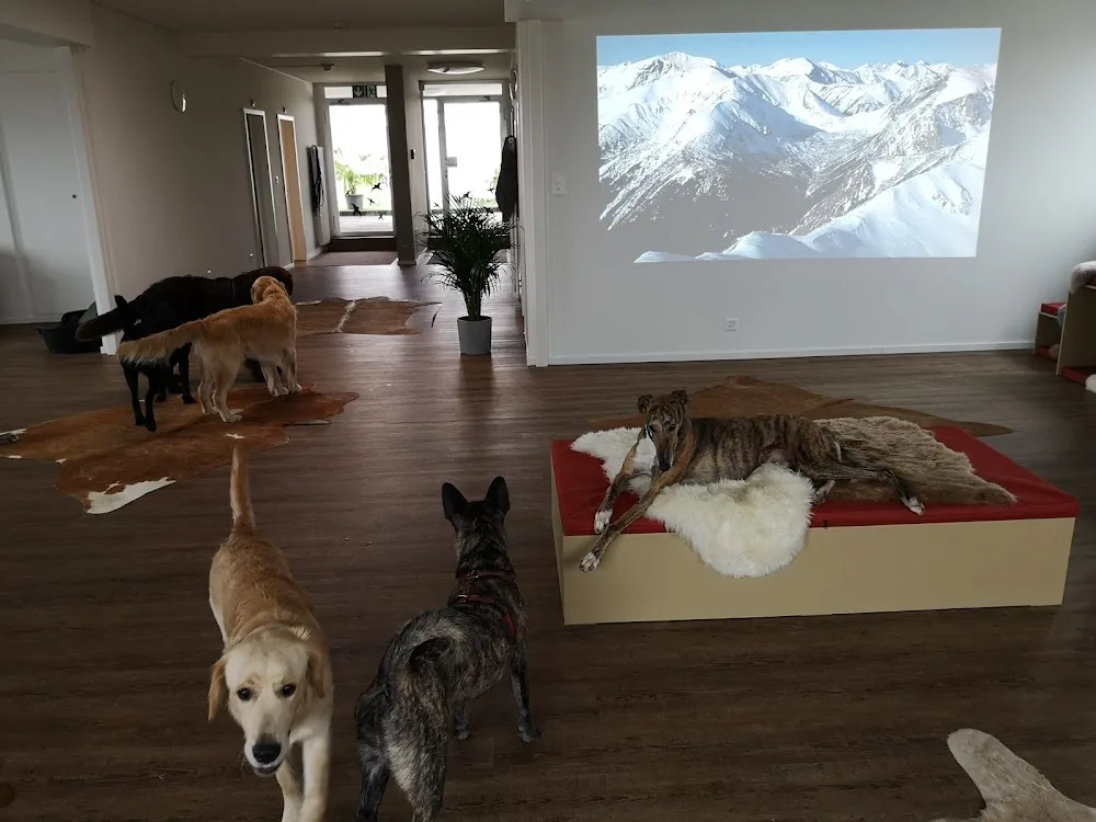 dogsafari.ch - Effretikon pet otel