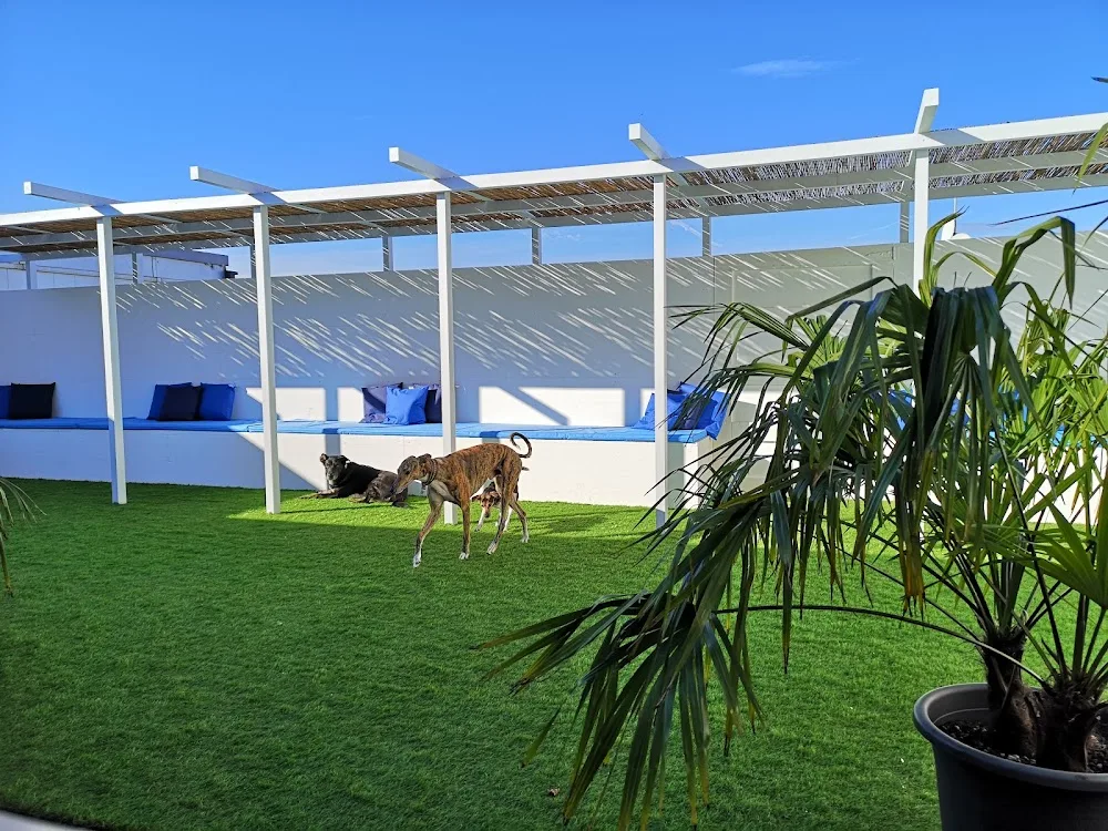 dogsafari.ch - Effretikon pet otel görseli 3