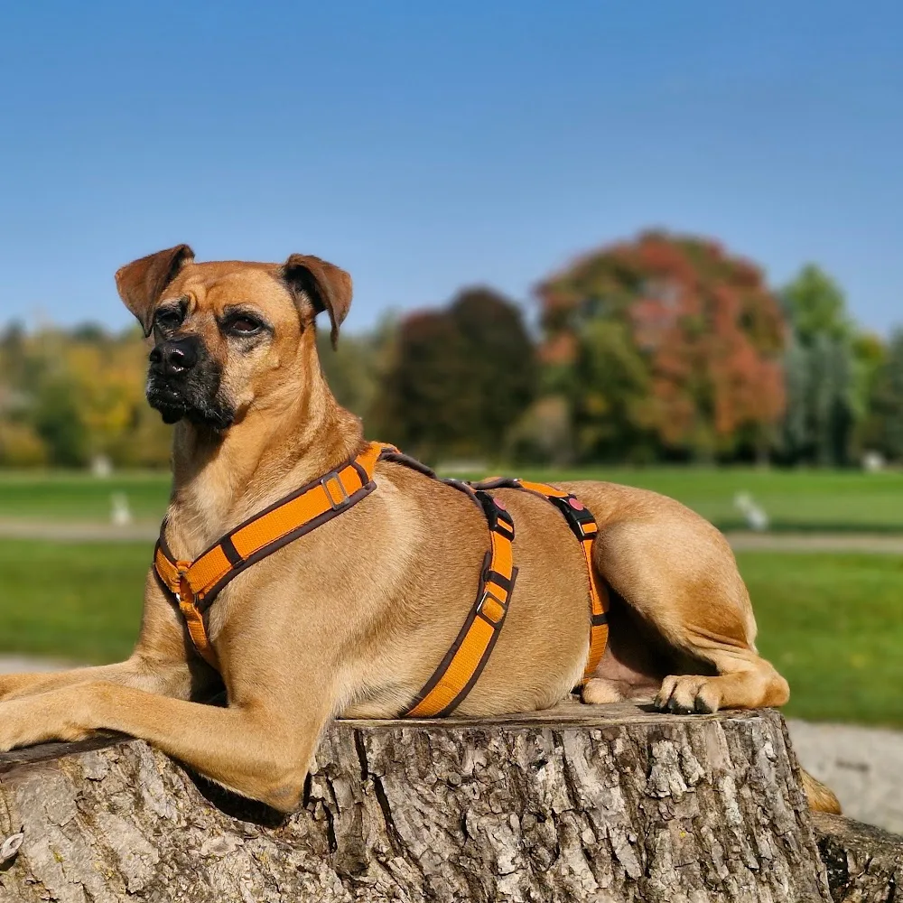 dogsafari.ch - Effretikon pet otel görseli 4