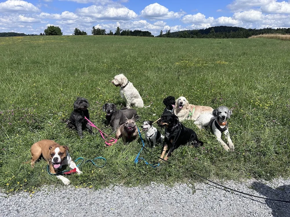 Fellfreunde Hundebetreuung - Effretikon pet otel
