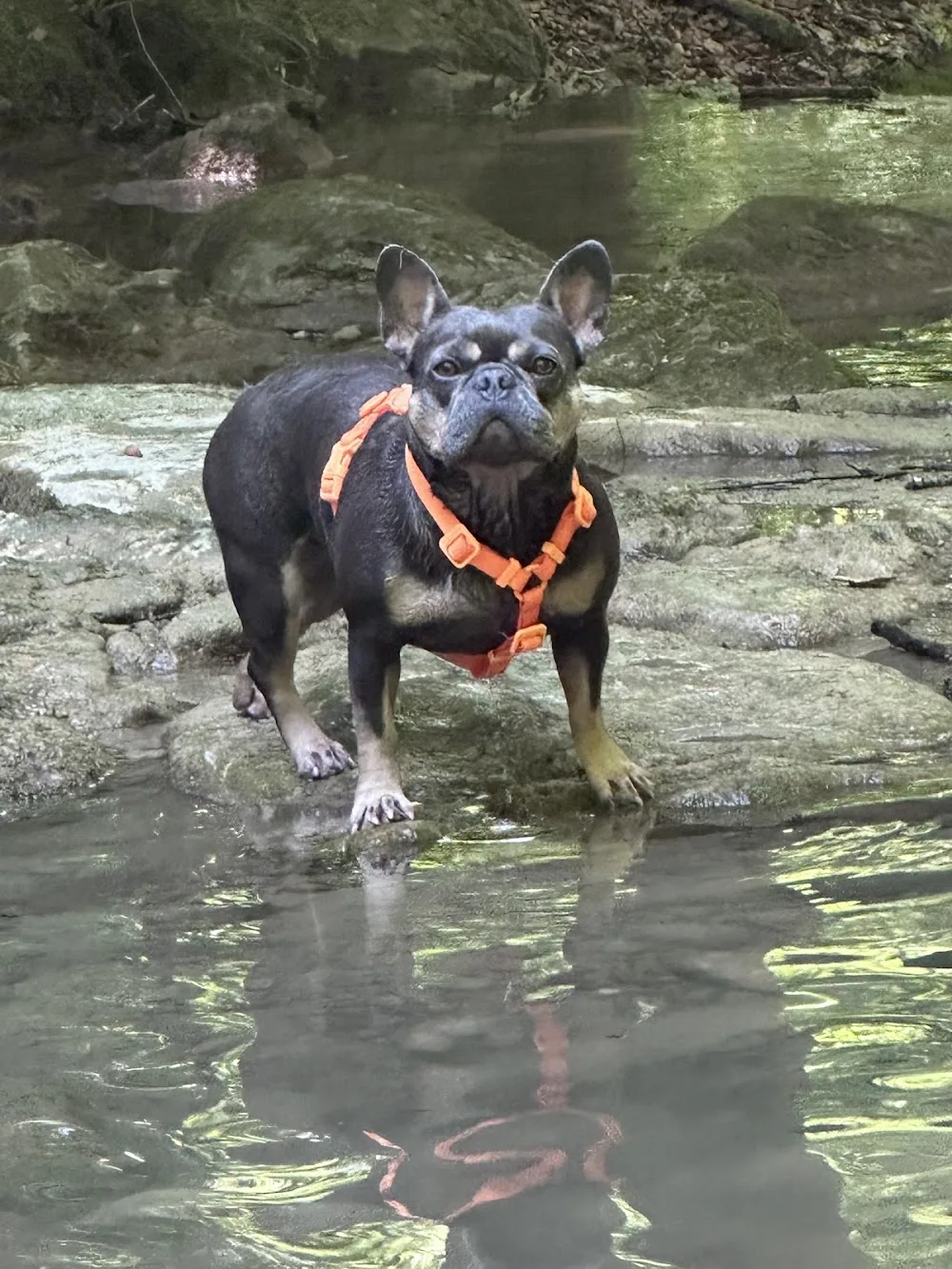 Fellfreunde Hundebetreuung - Effretikon pet otel görseli 3