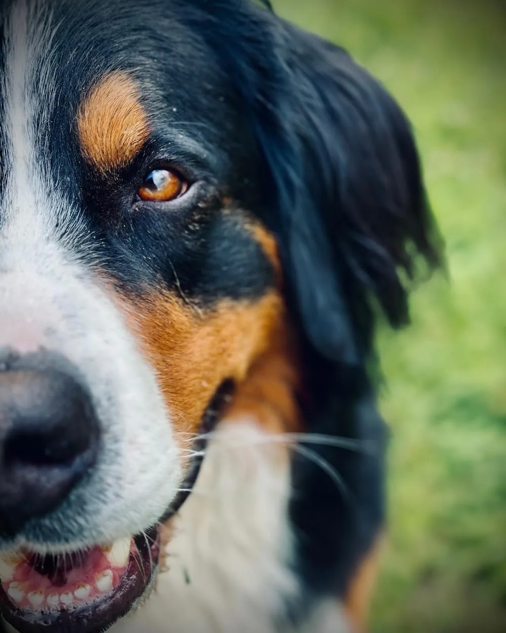 Hund im Glück GmbH - Effretikon pet otel görseli 3