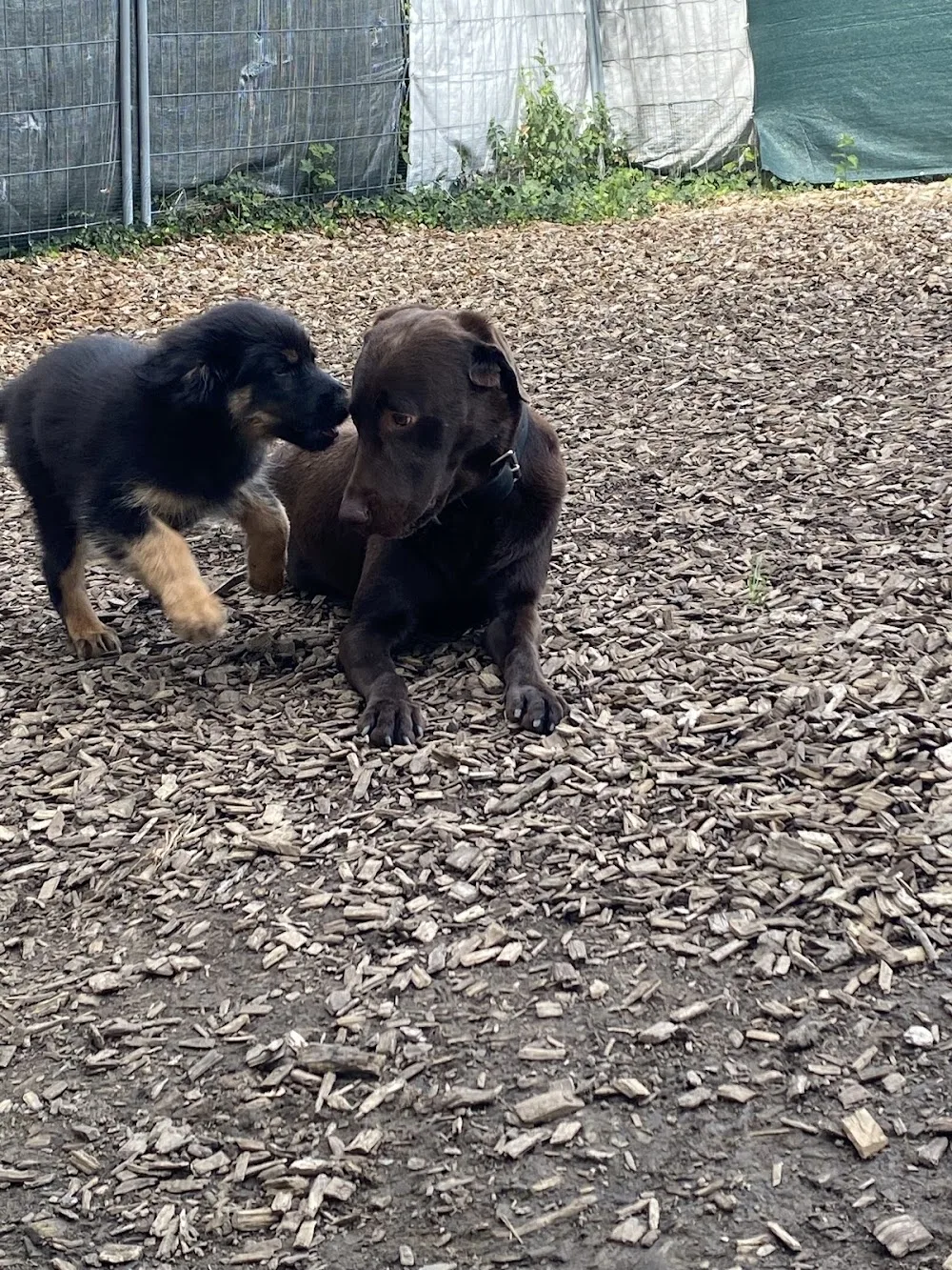 Hunde-Freund, Hundebetreuung, Ferienhunde Franziska - Effretikon pet otel görseli 3