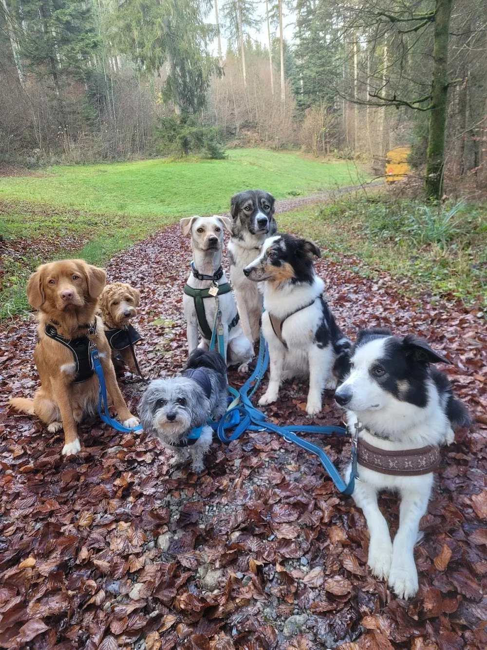 Hundebetreuung "draussen-unterwegs" - Effretikon pet otel