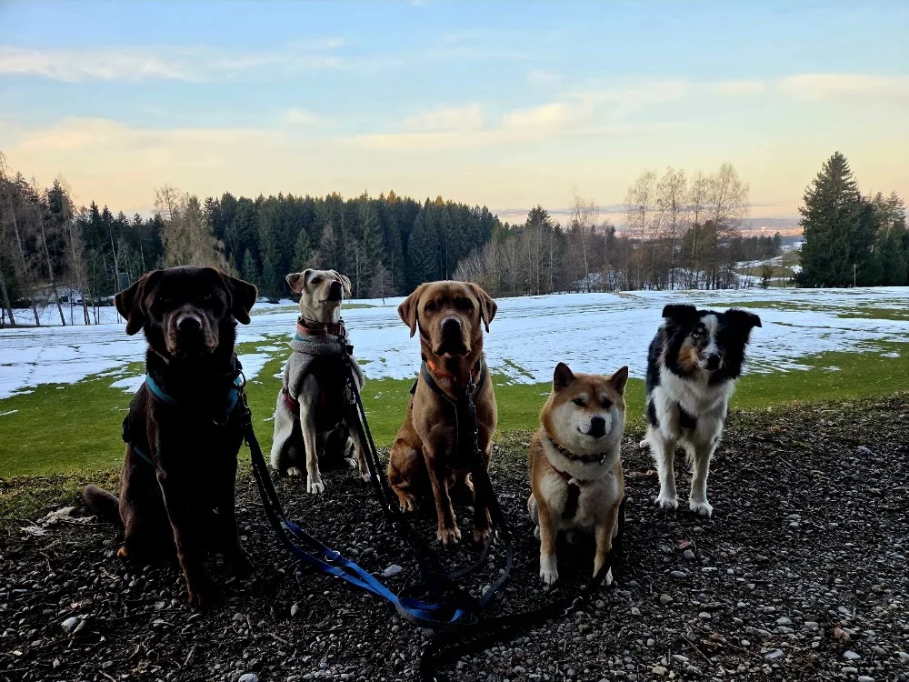 Hundebetreuung "draussen-unterwegs" - Effretikon pet otel görseli 3