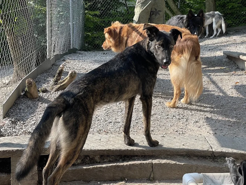 Hundepension Lieblingsplatz - Effretikon pet otel