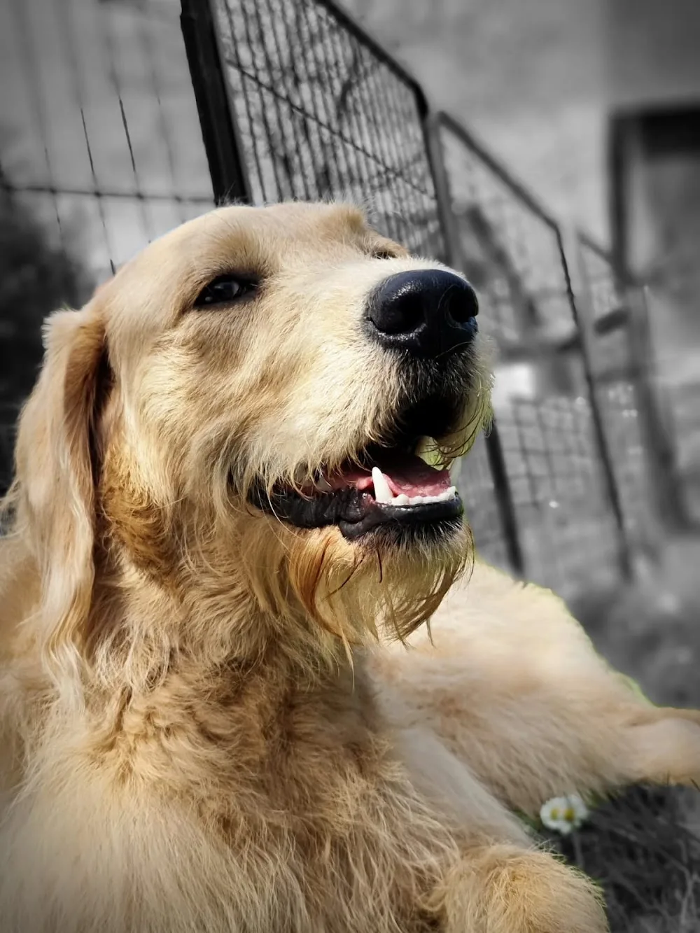 Janine’s Hunde-Rudel - Effretikon pet otel