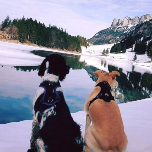 Janine’s Hunde-Rudel - Effretikon pet otel görseli 5
