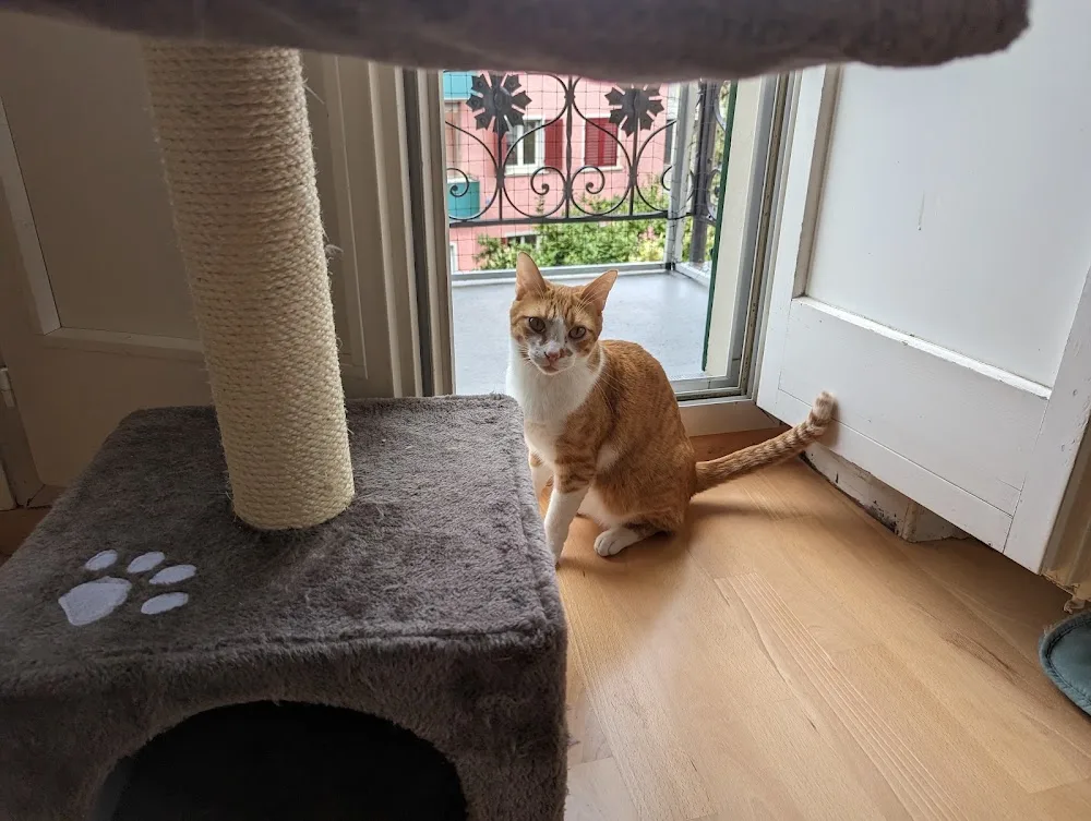Katzenpension Amina - Effretikon pet otel