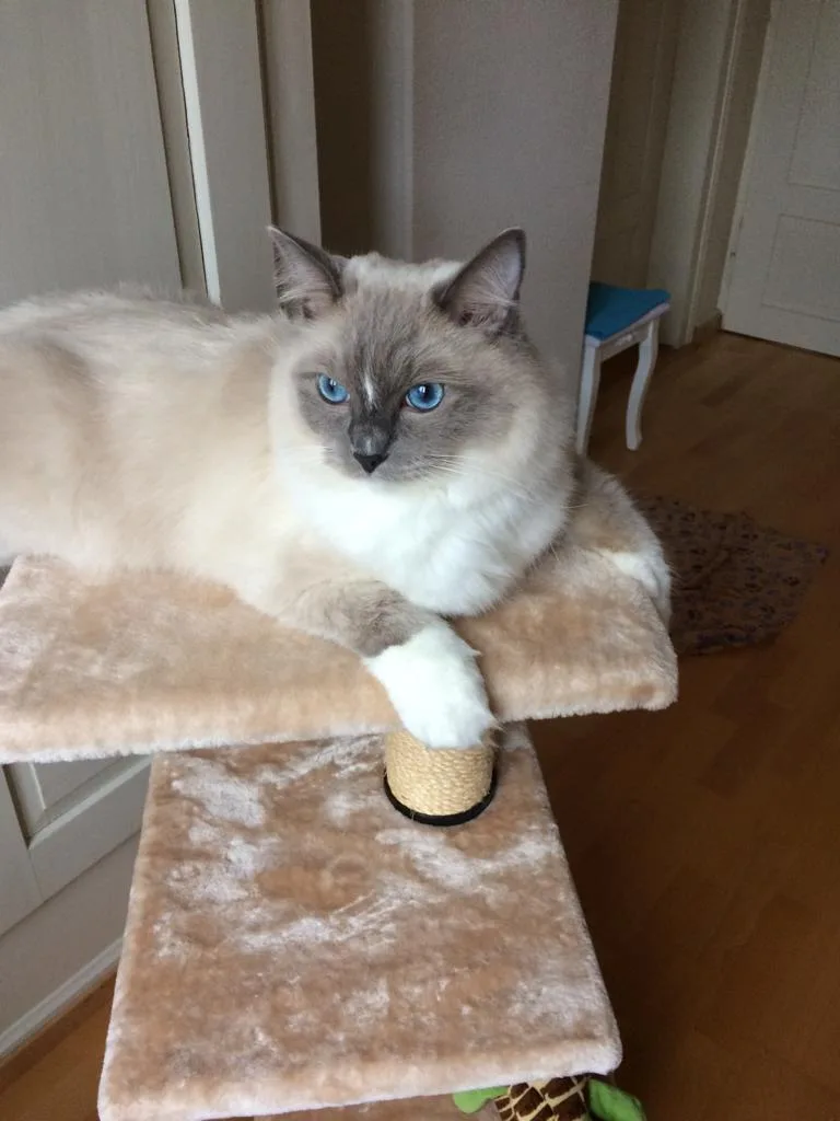 Katzenpension Amina - Effretikon pet otel görseli 3