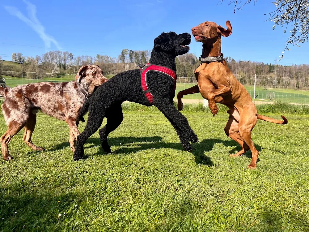 MagnaDogs Hundetagesbetreuung, Hundepension & Training - Effretikon pet otel