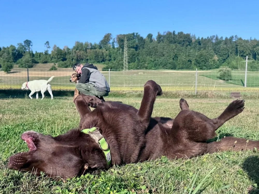 MagnaDogs Hundetagesbetreuung, Hundepension & Training - Effretikon pet otel görseli 3