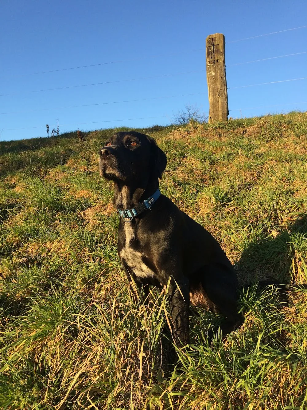 Premium Dogsitting - Hundesitting & Hundebetreuung Zürich Oberland - Effretikon pet otel