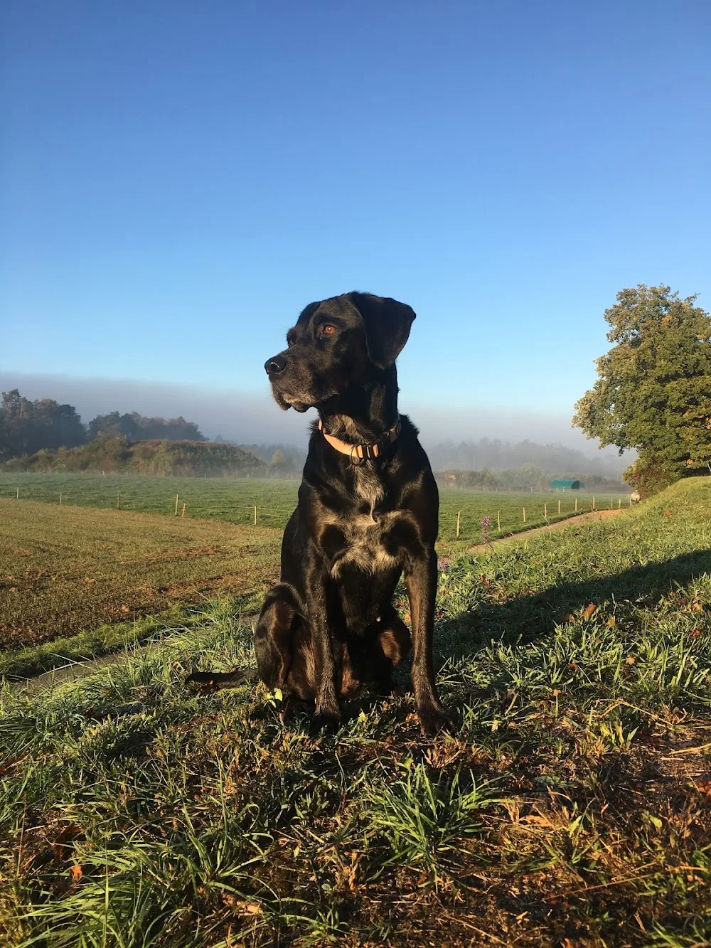 Premium Dogsitting - Hundesitting & Hundebetreuung Zürich Oberland - Effretikon pet otel görseli 3