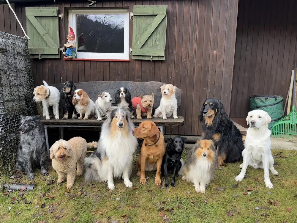 ROKA Hundehotel-Dolder - Effretikon pet otel