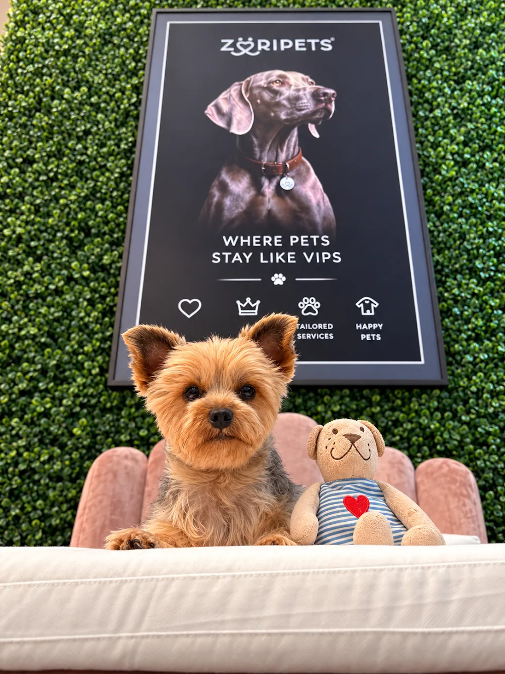ZÜRIPETS® 24/7 Hundebetreuung, Hundepension & Hundetagesstätte Zürich - Effretikon pet otel