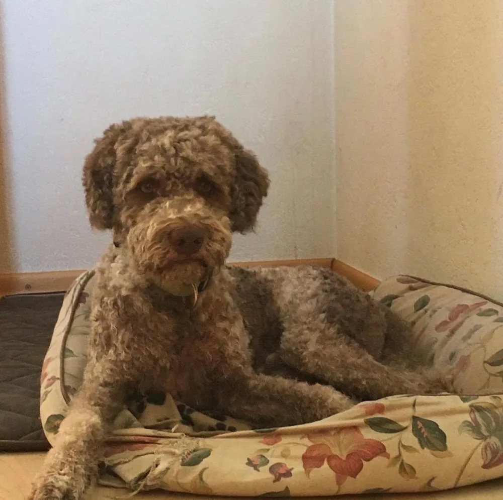 ZÜRIPETS® 24/7 Hundebetreuung, Hundepension & Hundetagesstätte Zürich - Effretikon pet otel görseli 3