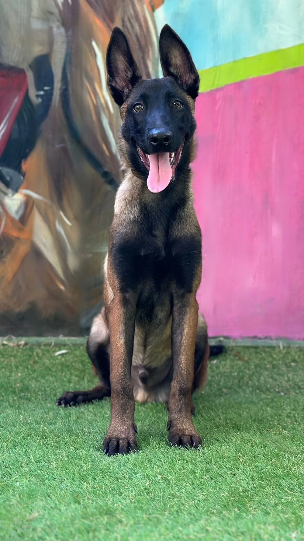 EGE KÖPEK EVİ - Denizli pet otel görseli 2