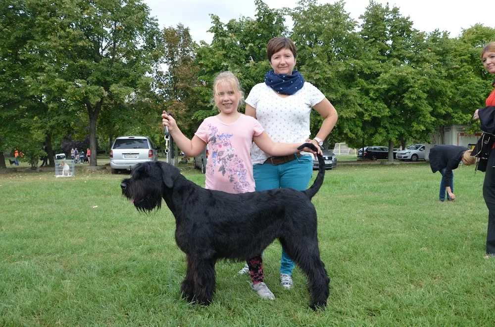 SmartDevils Schnauzer Kennel - Eger pet otel görseli 3