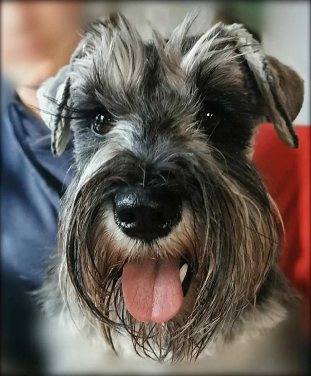 SmartDevils Schnauzer Kennel - Eger pet otel görseli 6