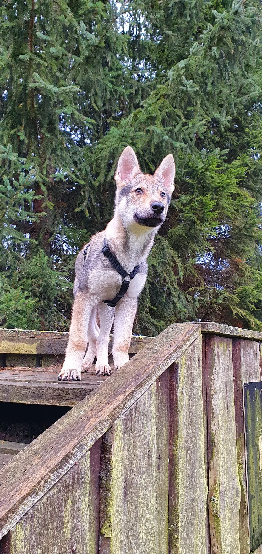 Hundeschule und Tierpension Toms Hundecenter - Eisenach pet otel