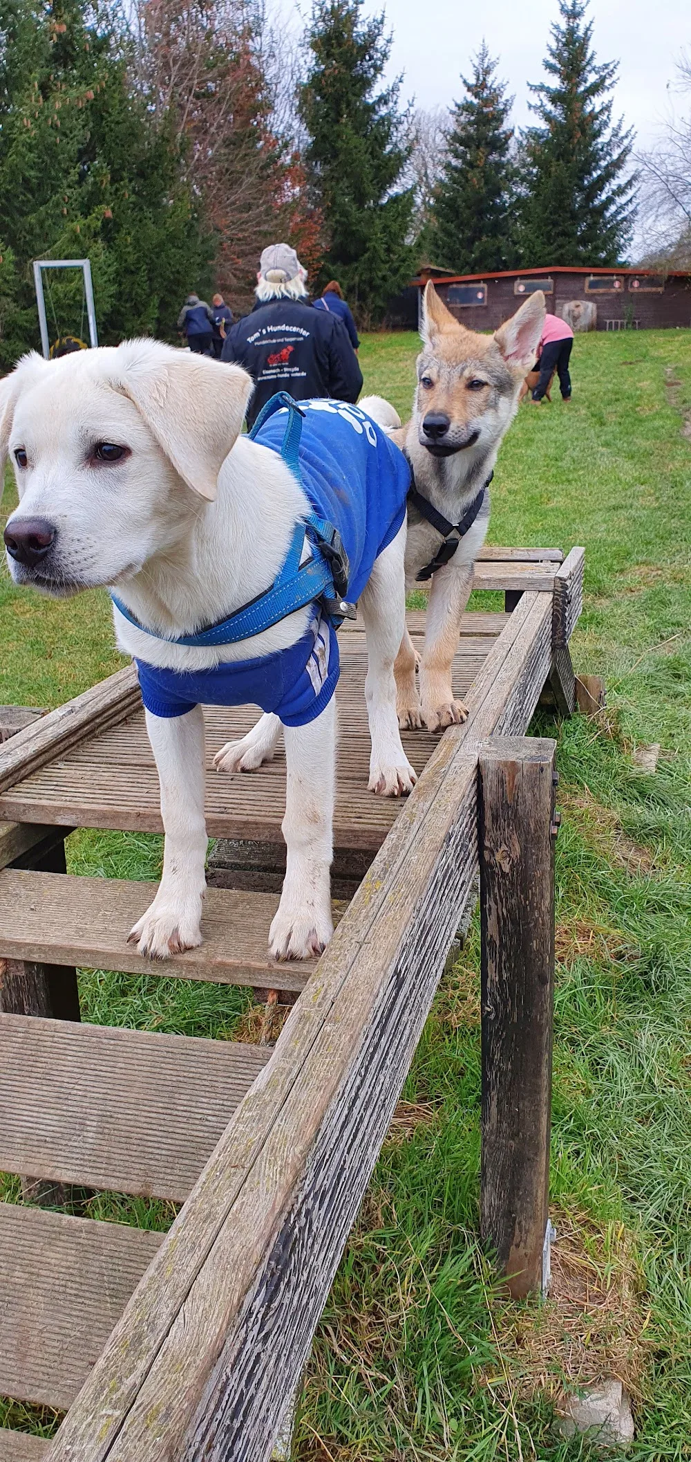 Hundeschule und Tierpension Toms Hundecenter - Eisenach pet otel görseli 3