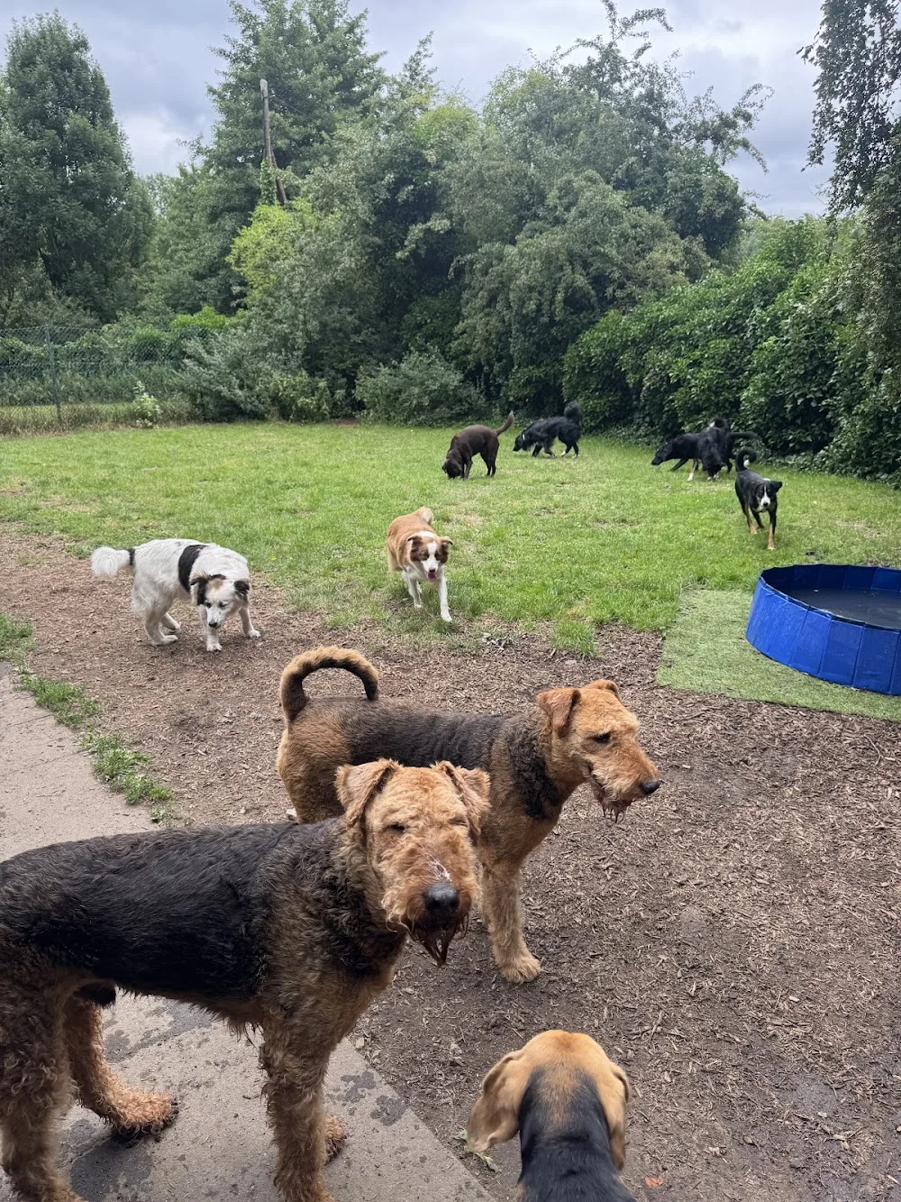 Impuls Hundetrainingscenter/Hundehotel und -Pension - Eisenach pet otel görseli 3