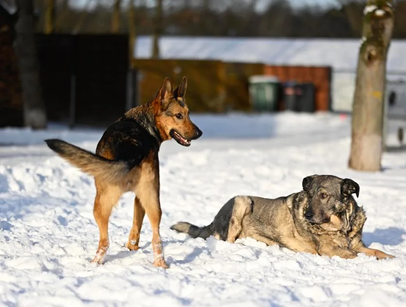 Hundepension Oderdeich - Eisenhüttenstadt pet otel