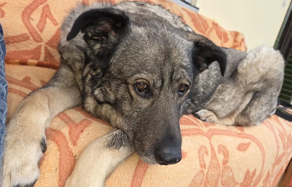 Hundepension Oderdeich - Eisenhüttenstadt pet otel görseli 3