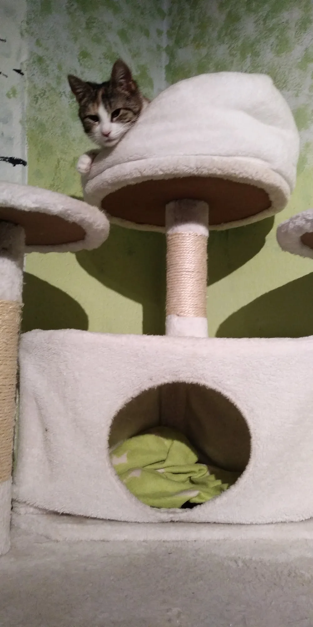 Katzenservice Guben - Eisenhüttenstadt pet otel
