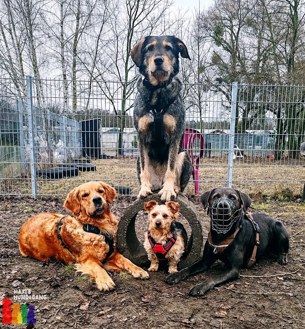 Maxi's Hundegang - Eisenhüttenstadt pet otel