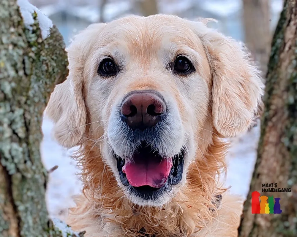 Maxi's Hundegang - Eisenhüttenstadt pet otel görseli 3