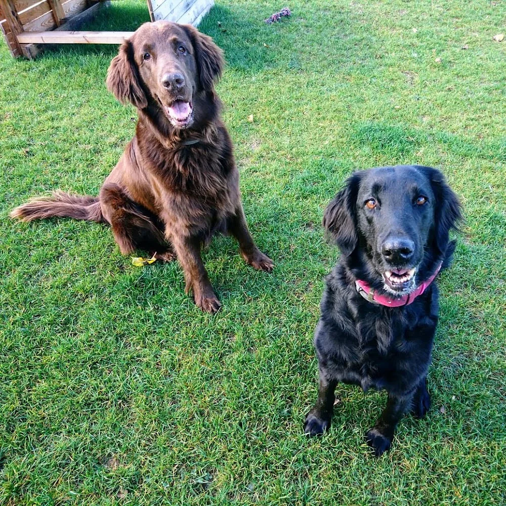 Müller Marina 4 Pfotenpension Tierpension u. Hundeschule - Elchesheim-Illingen pet otel